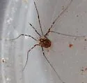 Leiobunum townsendi - photo 2