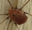 Leiobunum uxorium - photo 2