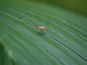 Leiobunum uxorium - photo 3