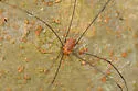Leiobunum uxorium - photo 4