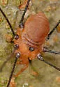 Leiobunum uxorium - photo 5