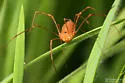 Leiobunum ventricosum - photo 2