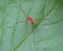 Leiobunum ventricosum - photo 4