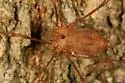 Leiobunum ventricosum - photo 5