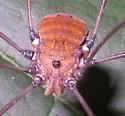 Leiobunum verrucosum - photo 2