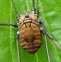 Leiobunum verrucosum - photo 4