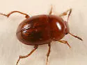 Leiodes appalachiana