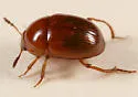 Leiodes appalachiana - photo 2