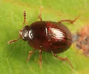 Leiodes assimilis