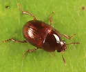 Leiodes assimilis - photo 2