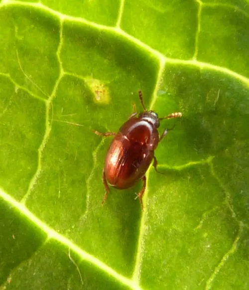 Leiodes calcarata