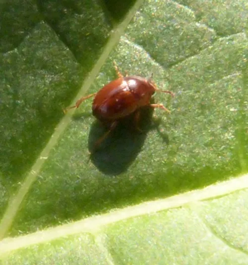 Leiodes calcarata - photo 2