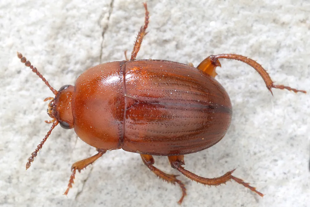 Leiodes cinnamomea - photo 2