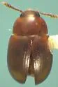 Leiodes horni