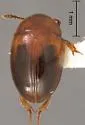 Leiodes horni - photo 3