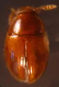Leiodes neglecta