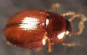 Leiodes puncticollis
