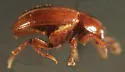 Leiodes puncticollis - photo 2