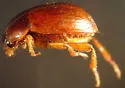 Leiodes punctostriata - photo 2