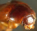 Leiodes punctostriata - photo 3