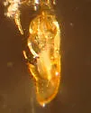 Leiodes rufipes - photo 2