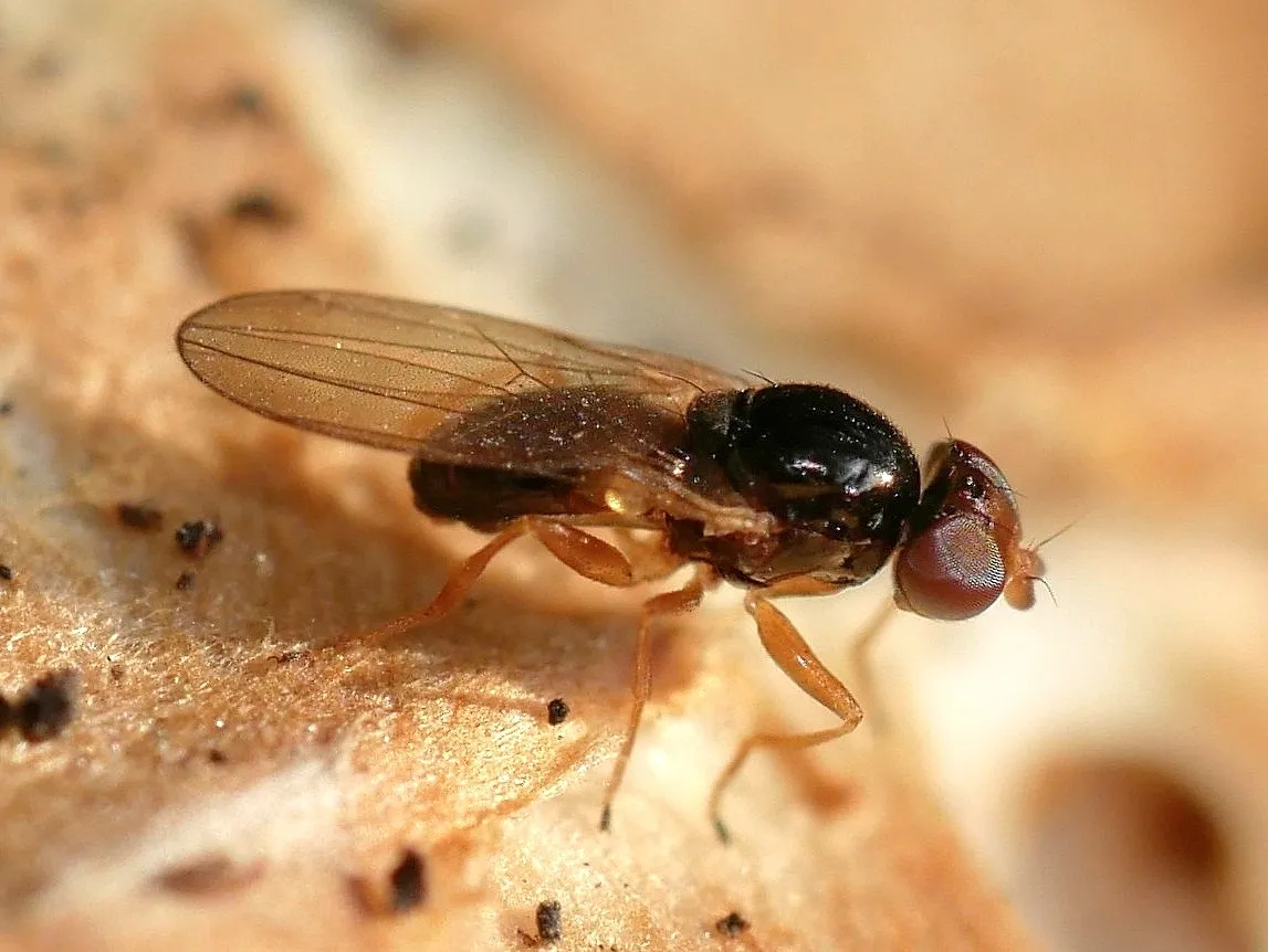 Leiomyza curvinervis - photo 2
