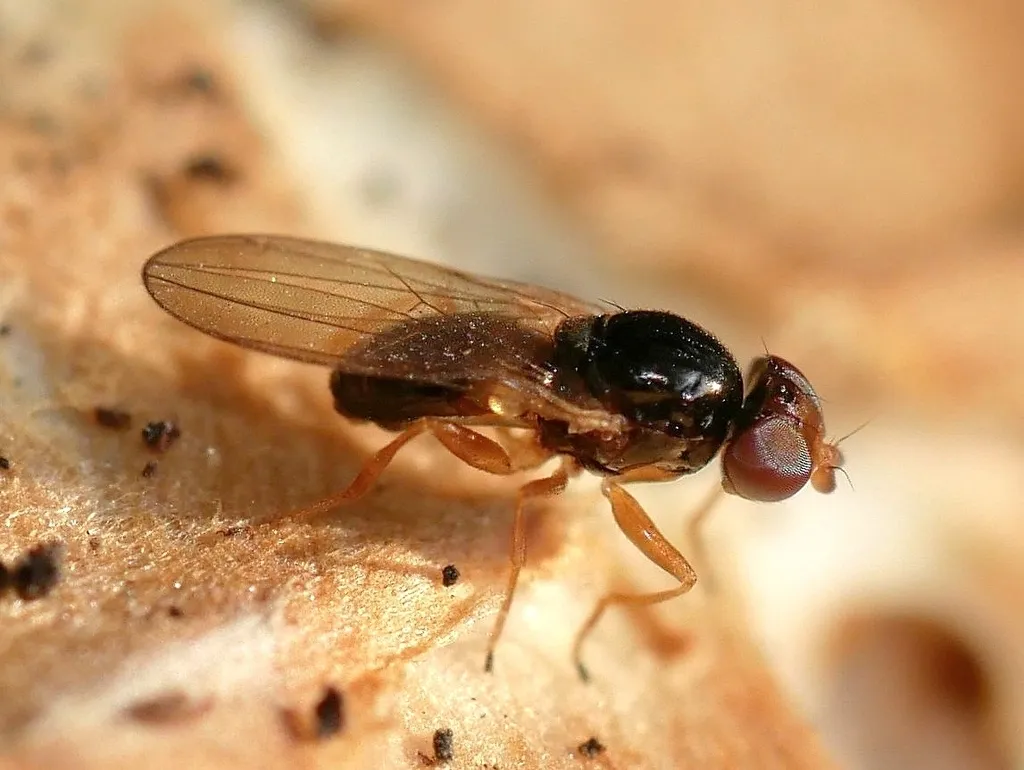 Leiomyza curvinervis - photo 3
