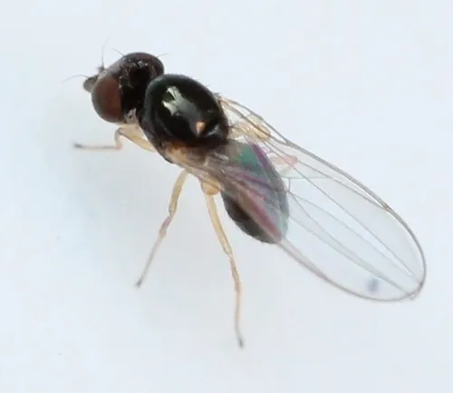 Leiomyza dudai