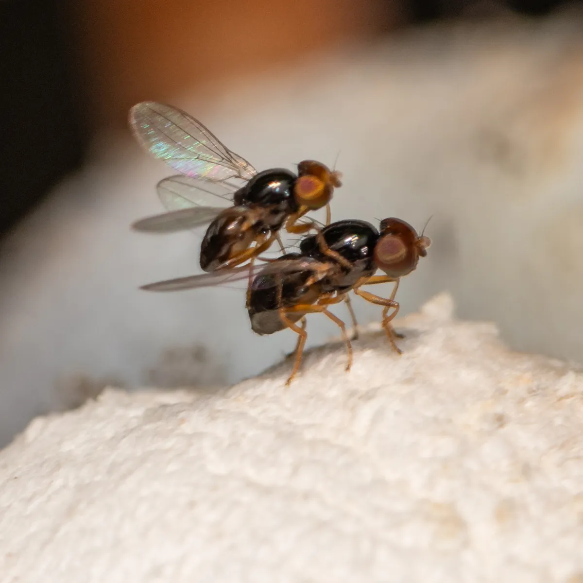 Leiomyza laevigata - photo 2