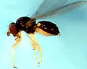 Leiomyza scatophagina