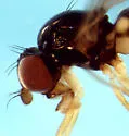 Leiomyza scatophagina - photo 2