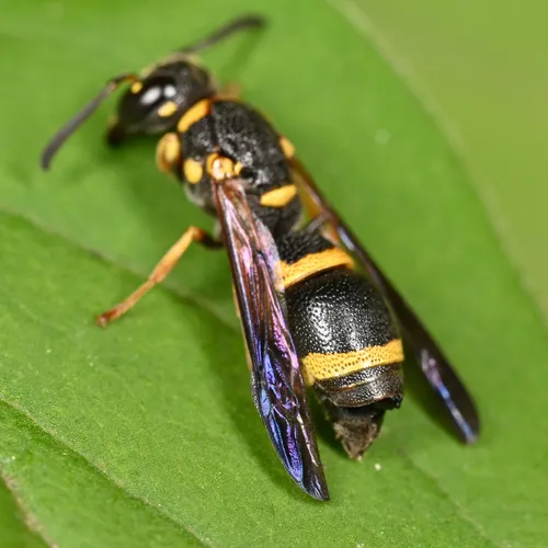 Leionotoxenos jonesi