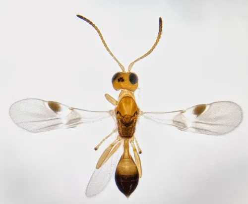Leiophron apicalis - Leiophron apicalis