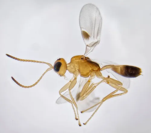 Leiophron apicalis - photo 2