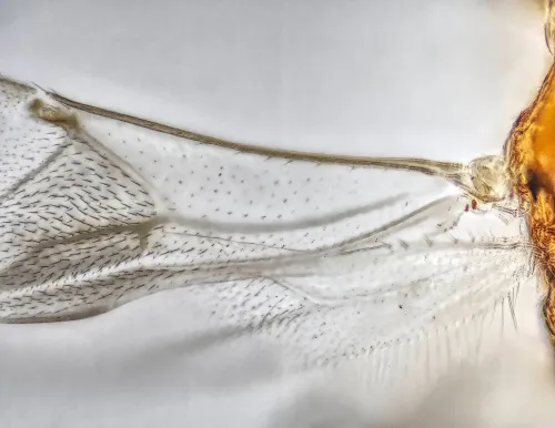 Leiophron apicalis - photo 3