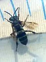 Leiopodus singularis - Leiopodus singularis