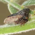 Leioscyta pallidipennis