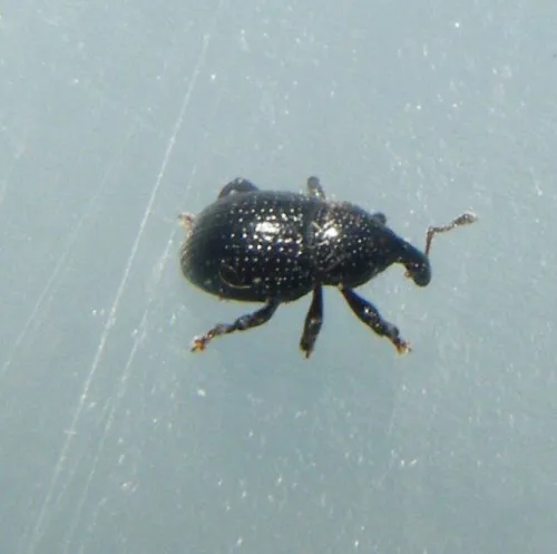 Leiosoma deflexum - Leiosoma deflexum