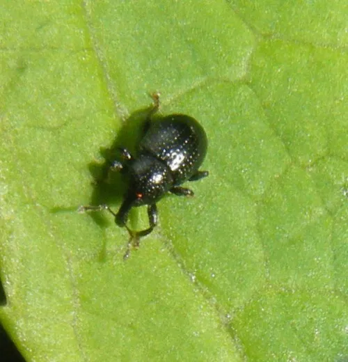 Leiosoma deflexum - photo 2