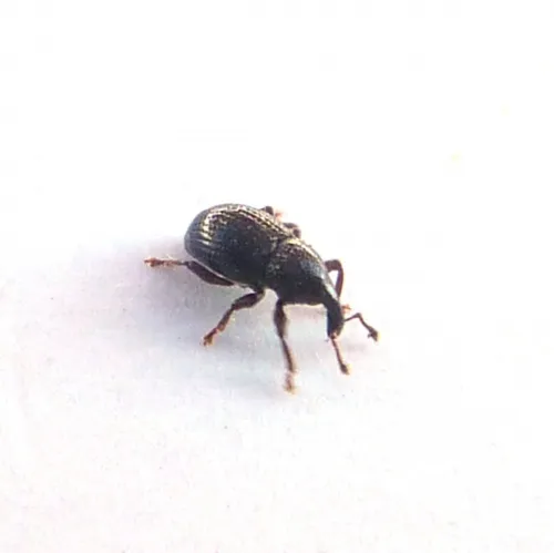 Leiosoma deflexum - photo 3