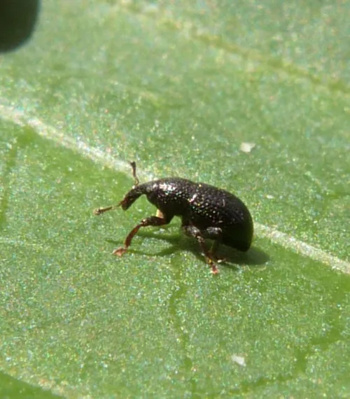 Leiosoma deflexum - photo 4