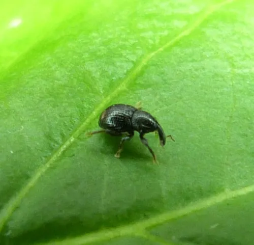Leiosoma deflexum - photo 5