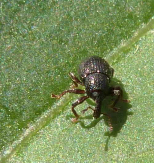 Leiosoma deflexum - photo 6