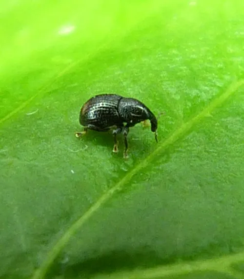 Leiosoma deflexum - photo 7