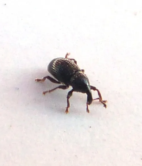 Leiosoma deflexum - photo 8