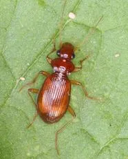 Leistus ferrugineus