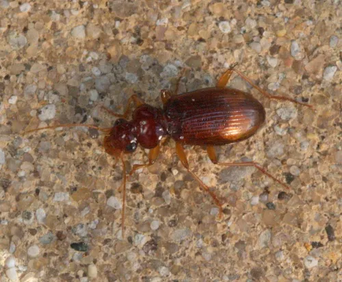 Leistus ferrugineus - photo 2