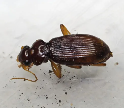 Leistus ferrugineus - photo 3