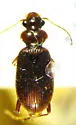 Leistus ferruginosus - Leistus ferruginosus
