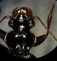 Leistus ferruginosus - photo 2